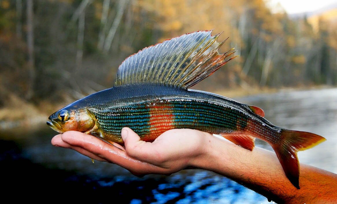 Сибирский хариус поможет сохранить морскую рыбу